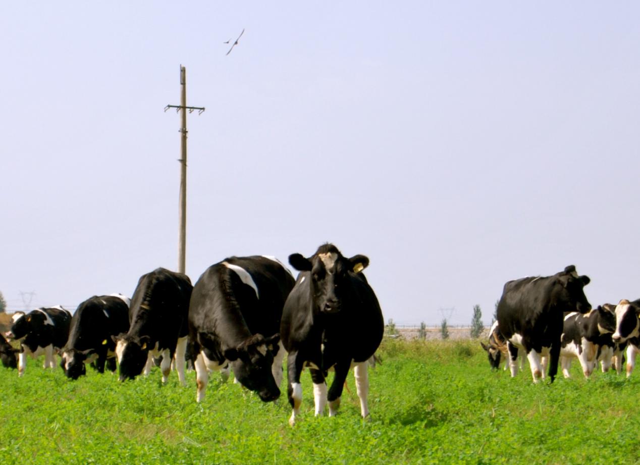 助力宁夏奶业高质量发展 伊利股份与奶农共成长
